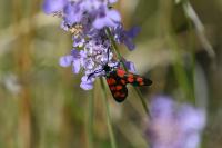 Zygaena transalpina