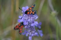 Zygaena transalpina