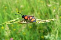 Zygaena transalpina