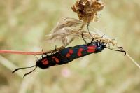 Zygaena filipendulae