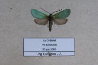 Jordanita globulariae