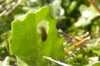 Jordanita globulariae