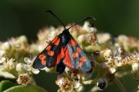 Zygaena transalpina