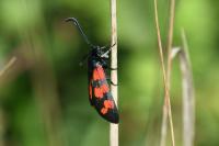 Zygaena transalpina