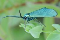 Jordanita globulariae