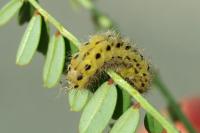 Zygaena ephialtes