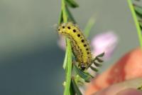 Zygaena ephialtes