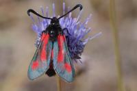 Zygaena sarpedon