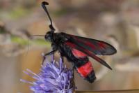 Zygaena sarpedon