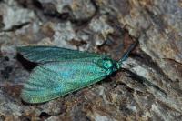 Jordanita globulariae