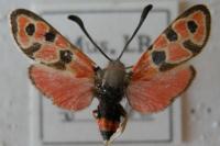 Zygaena fausta