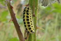 Zygaena