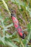 Zygaena loti