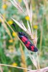 Zygaena transalpina