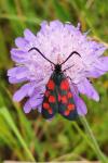 Zygaena transalpina