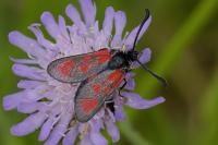 Zygaena loti