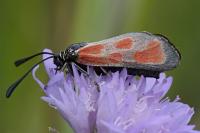 Zygaena loti