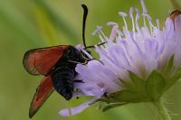Zygaena loti
