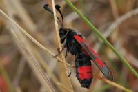 Zygaena sarpedon