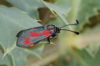 Zygaena sarpedon
