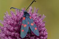 Zygaena ephialtes