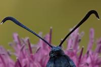 Zygaena ephialtes