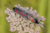 Zygaena filipendulae
