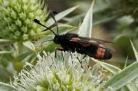 Zygaena sarpedon