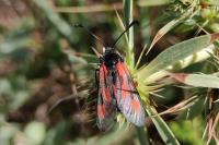 Zygaena sarpedon