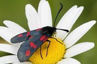 Zygaena trifolii