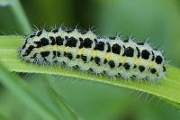 Zygaena trifolii