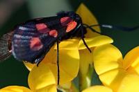 Zygaena trifolii