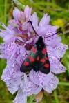Zygaena trifolii