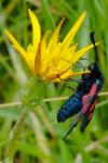Zygaena trifolii