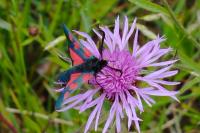 Zygaena trifolii
