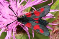 Zygaena trifolii
