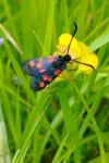 Zygaena trifolii