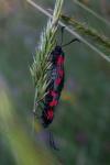 Zygaena trifolii