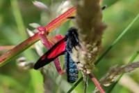 Zygaena trifolii