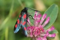 Zygaena trifolii
