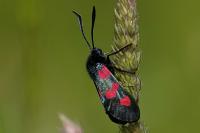 Zygaena trifolii