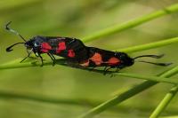 Zygaena trifolii