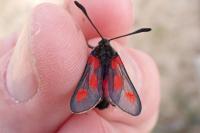 Zygaena sarpedon