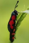 Zygaena trifolii