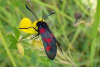 Zygaena trifolii
