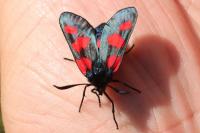 Zygaena trifolii