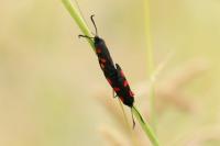 Zygaena trifolii