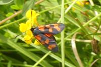 Zygaena transalpina