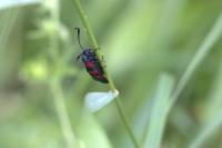 Zygaena trifolii