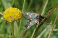 Zygaena trifolii